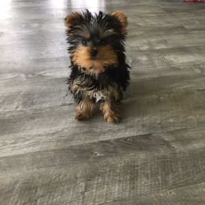 Meet your Posher, Linda